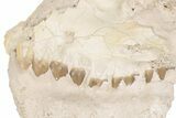 Partial, Fossil Oreodont (Merycoidodon) Skull - South Dakota #198225-3